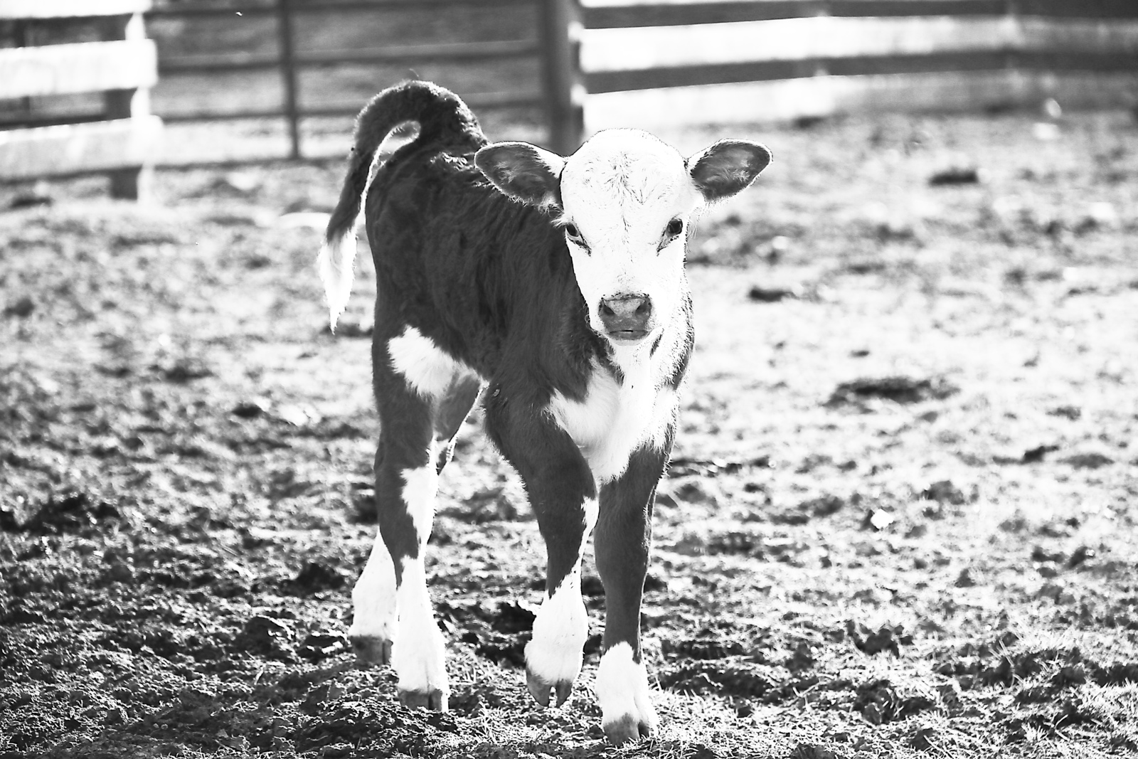 Һыйырҙар быҙаулар осор етте