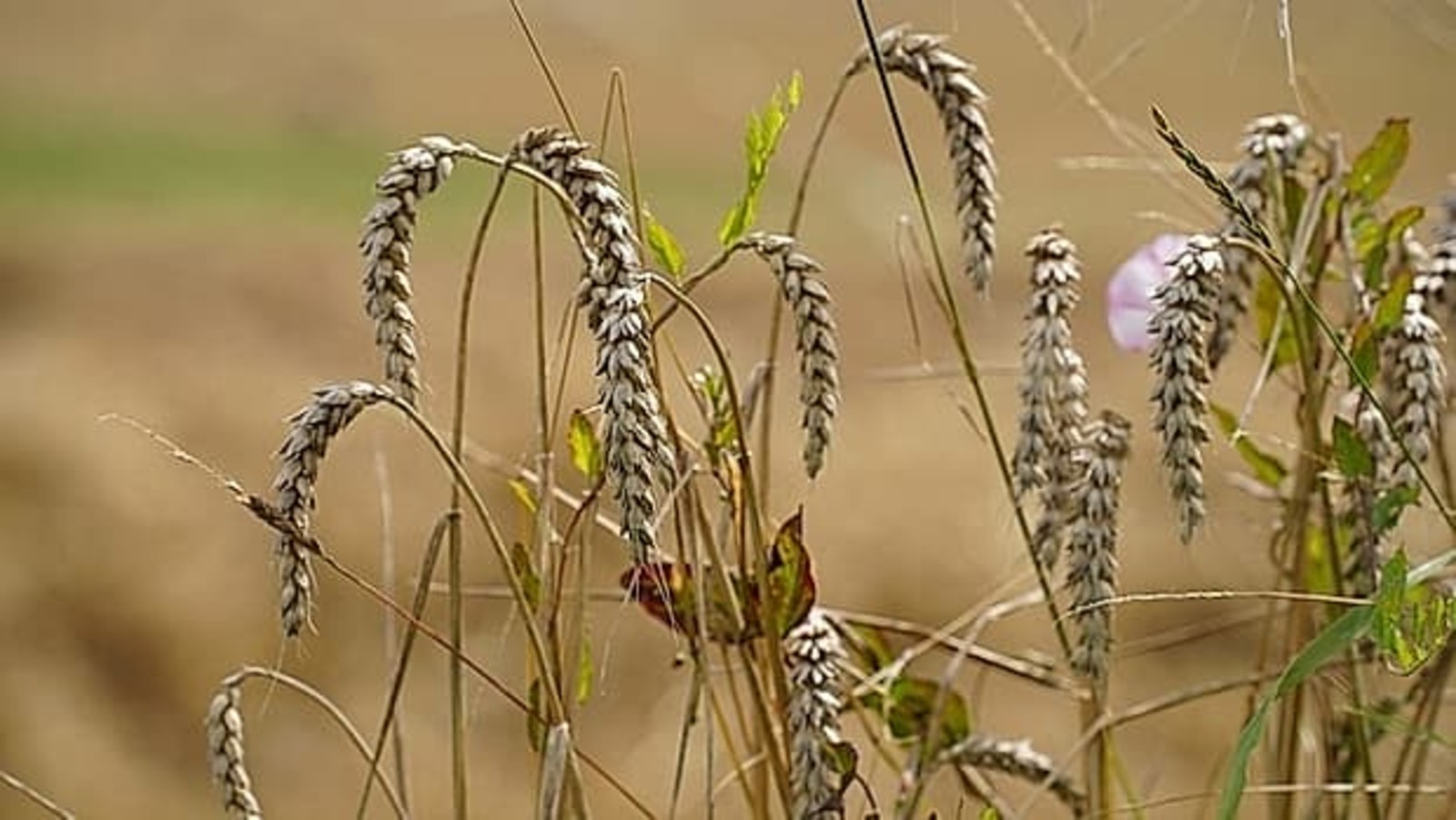 Экспортировали 5,6 тысячи тонн свекловичного жома
