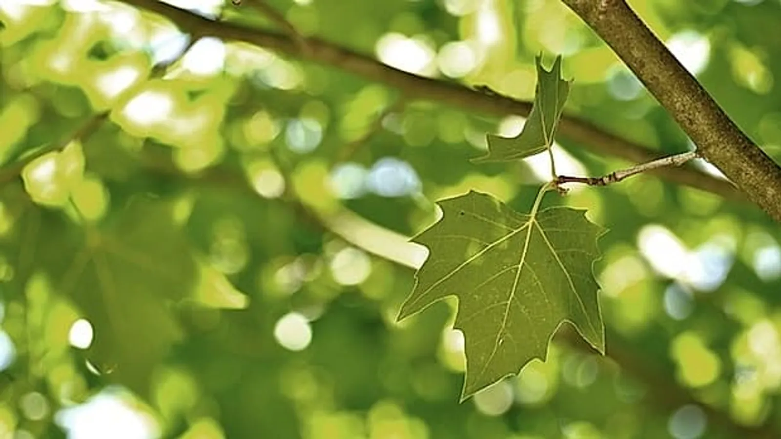 Заготовят 28 миллионов сеянцев для лесовосстановления