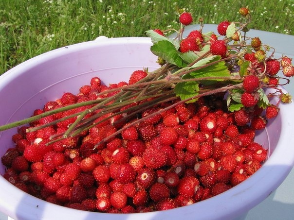 Еләктән ҡайнатма