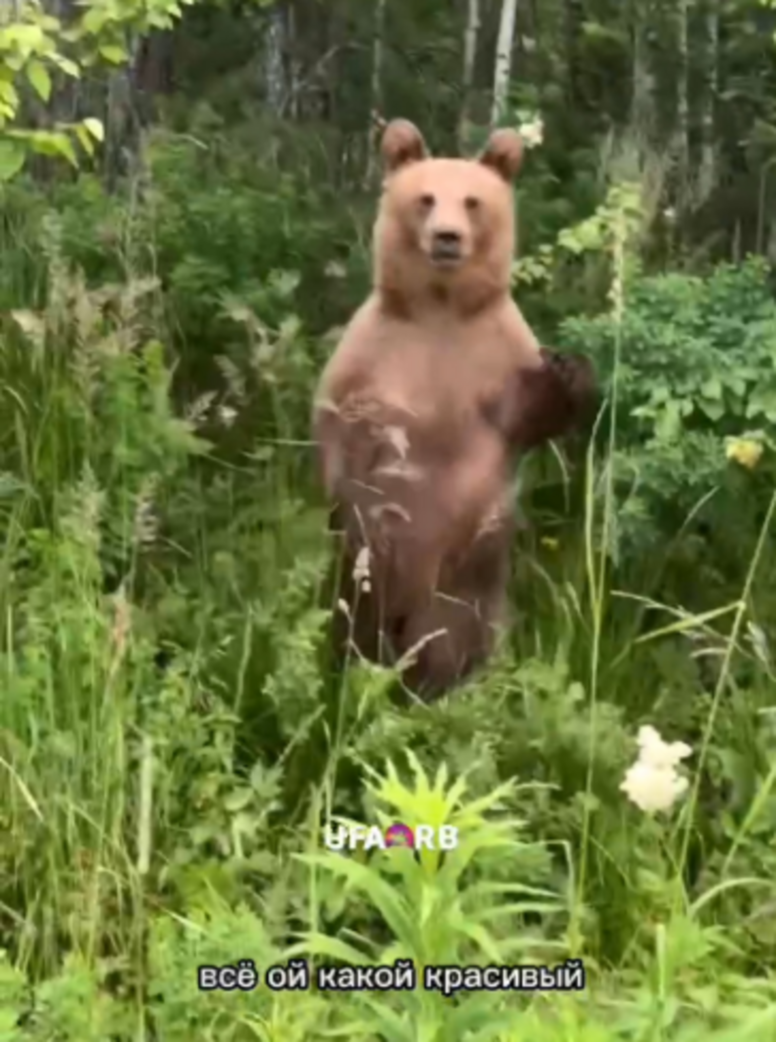 В Башкирии женщина решила пообщаться с медведем