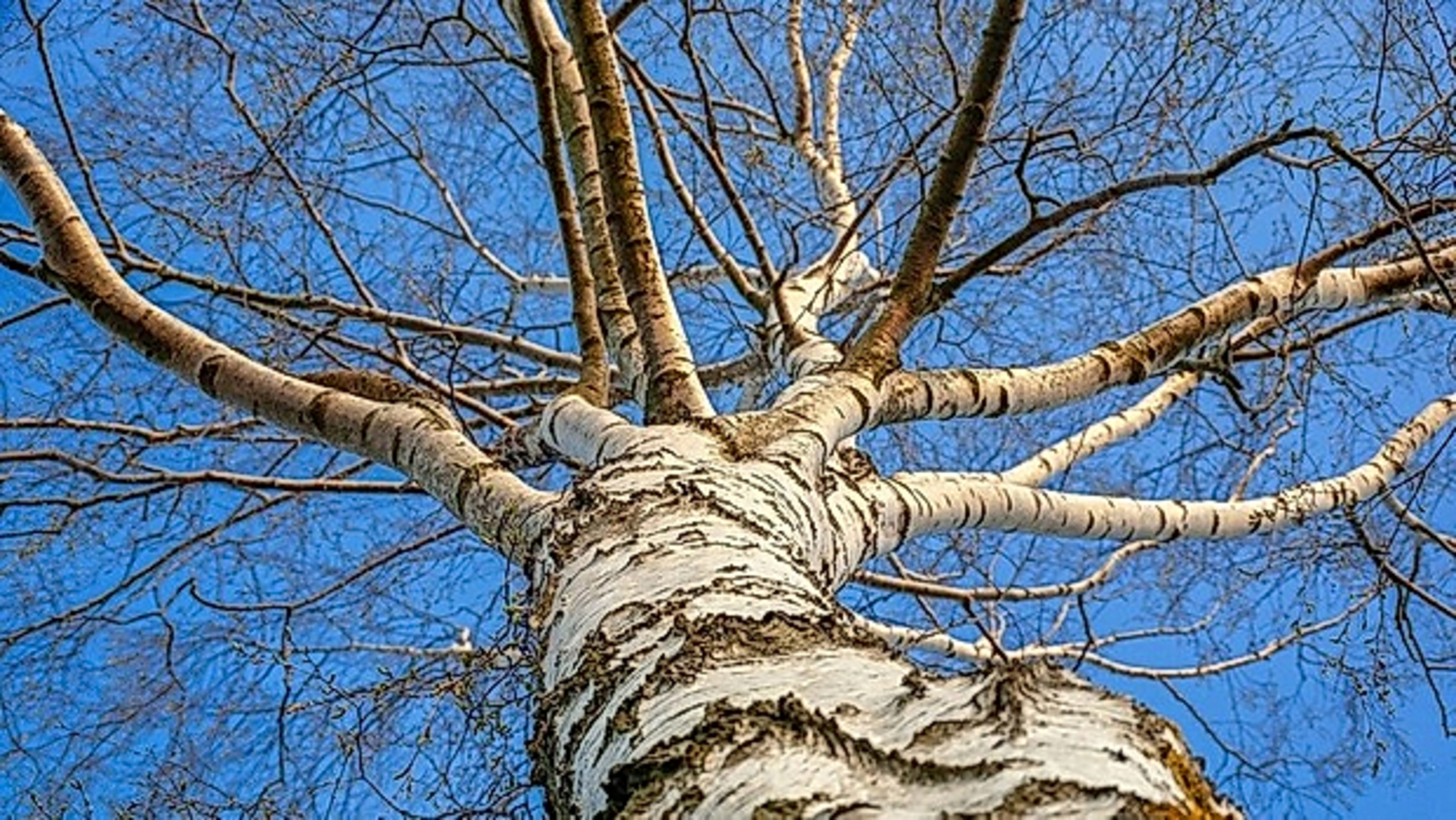 Благоустроят городской парк
