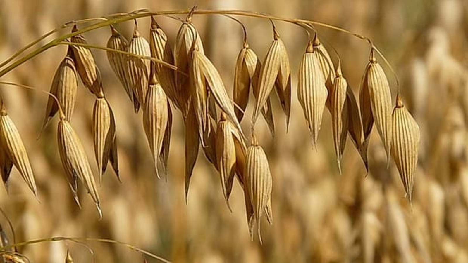 Башкирия увеличивает экспорт кормовых добавок