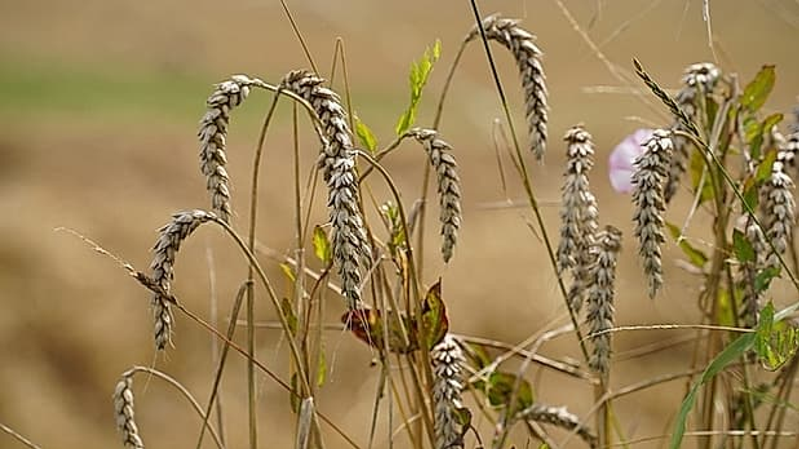 Экспорт семян  вырос почти вдвое с начала года