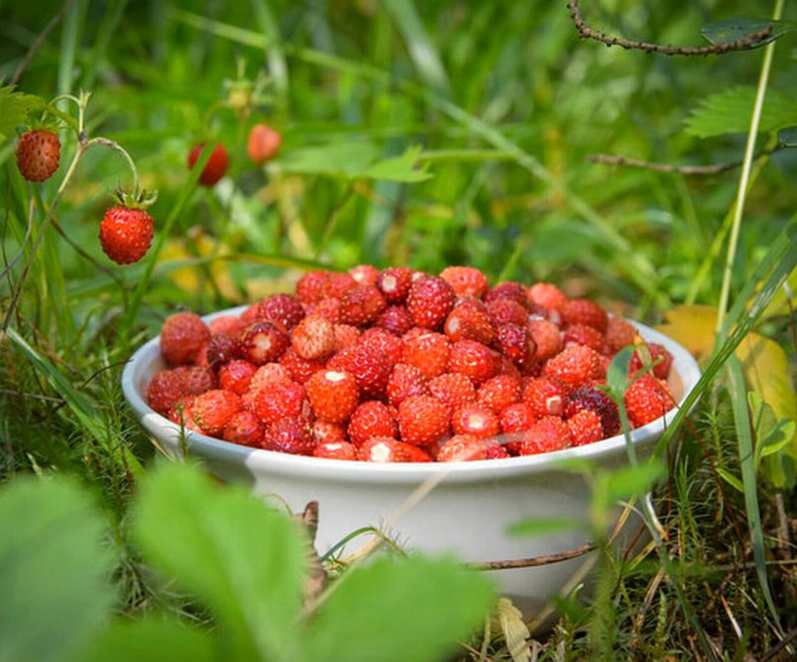 Еләктән ҡайнатма