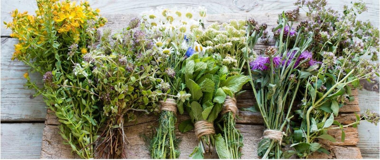 Башҡортостан үләндәре