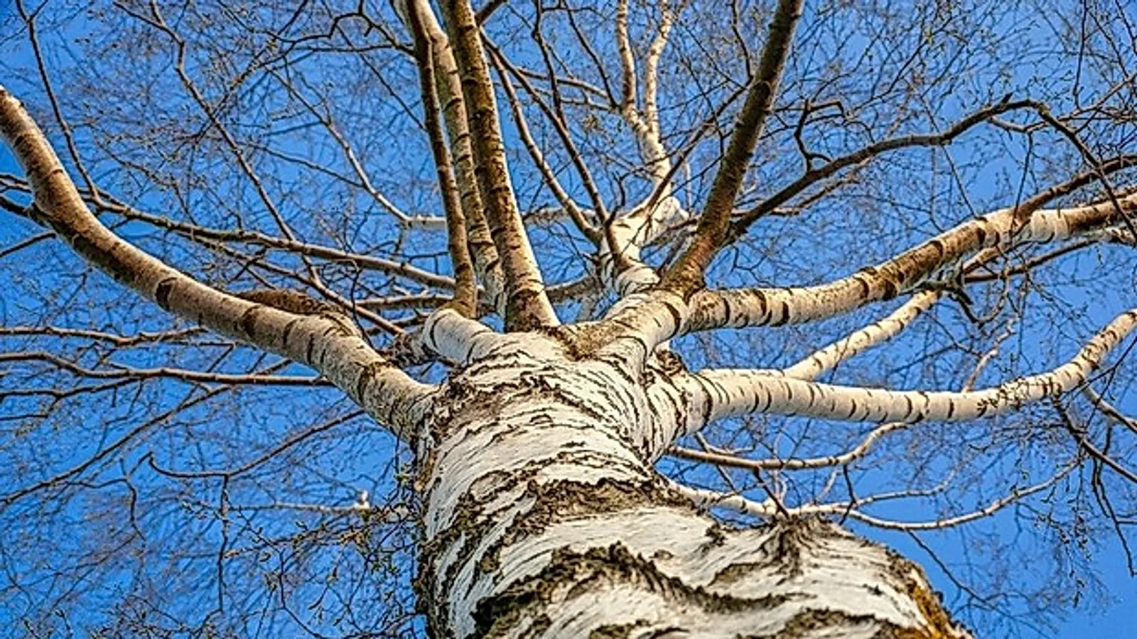 Высадят около 2 миллионов деревьев в ходе акции «Сад памяти»